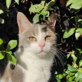 Chantal - kletskous - Afbeelding 2