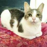 Lieve binnenkat Chantal