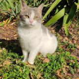 Chantal - kletskous - Afbeelding 5