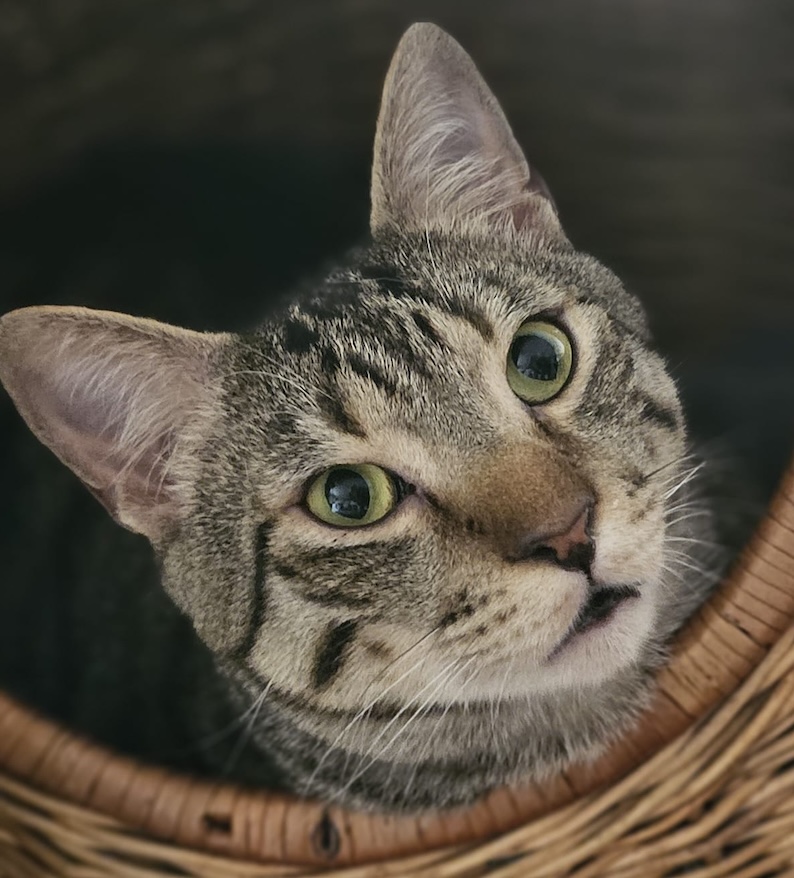 Lucky - in Nederland - Afbeelding 4