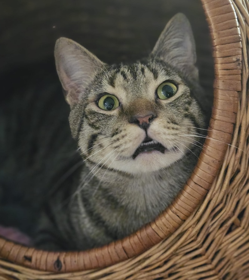 Lucky - in Nederland - Afbeelding 7