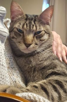 Cyperse kater Lucky is een binnenkat