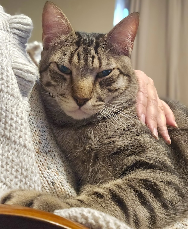 Cyperse kater Lucky is een binnenkat