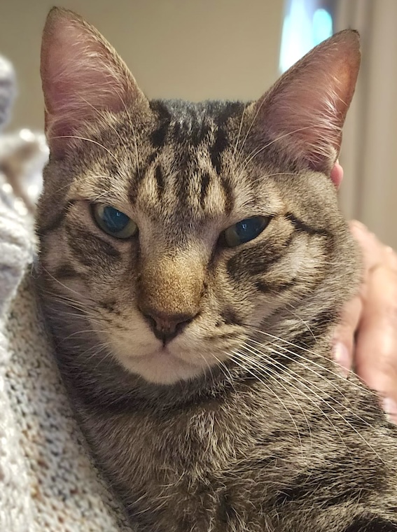 Lucky - in Nederland - Afbeelding 2