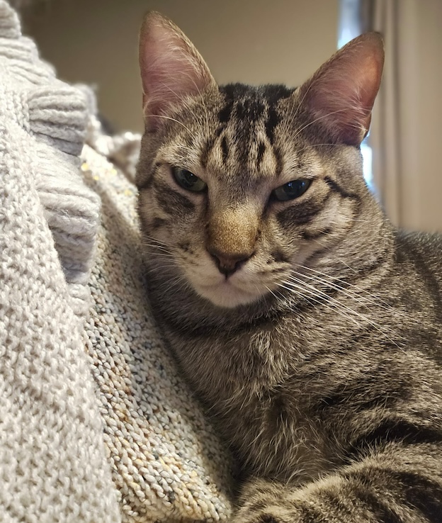 Lucky - in Nederland - Afbeelding 8