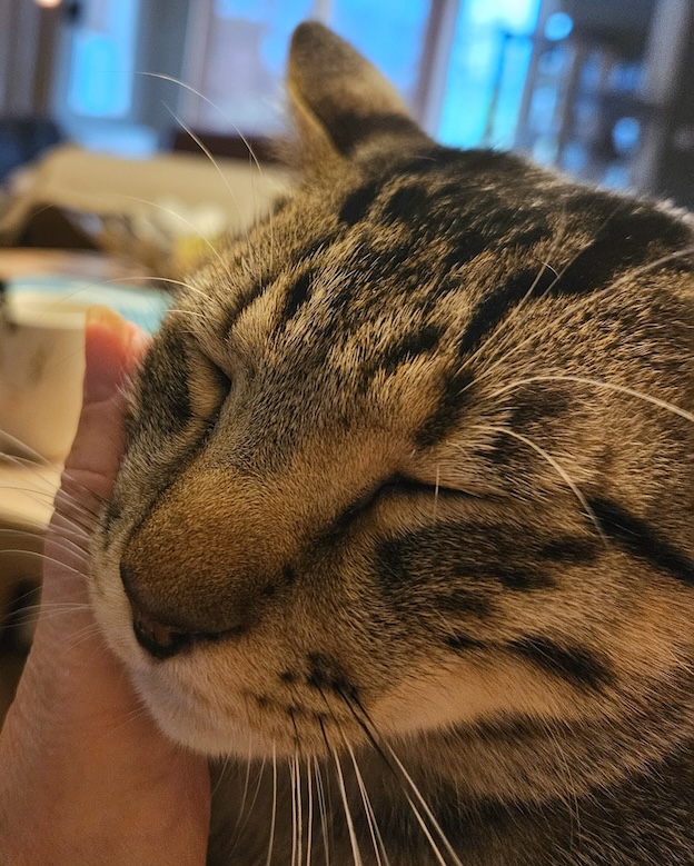 Lucky - in Nederland - Afbeelding 13