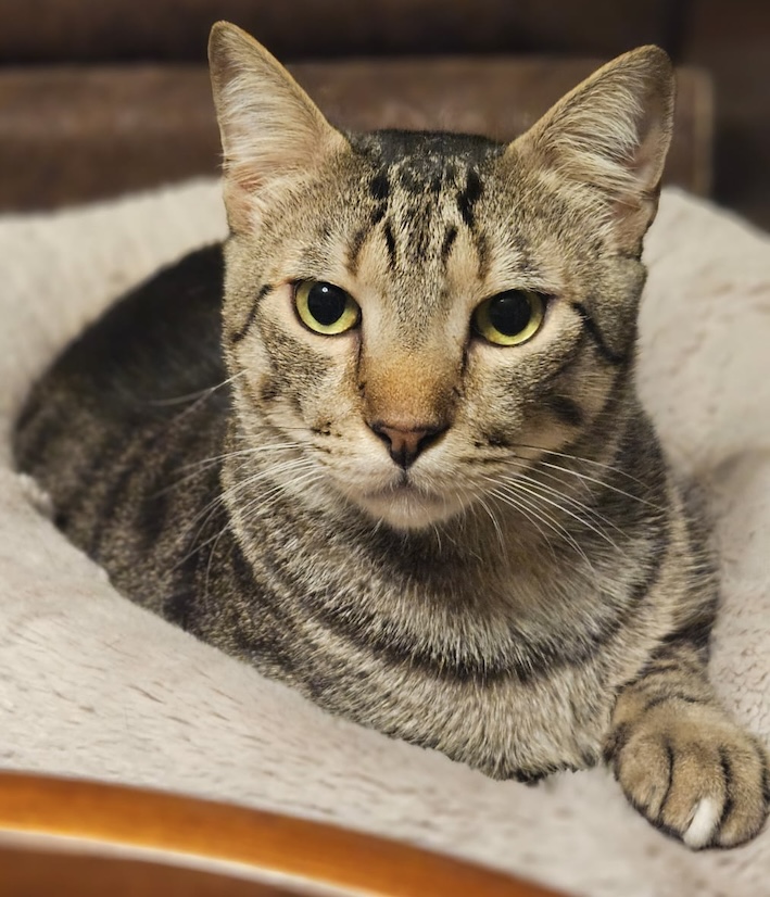 Lucky - in Nederland - Afbeelding 9