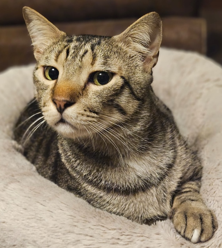 Lucky - in Nederland - Afbeelding 10