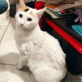 Lieve binnenkat Masha