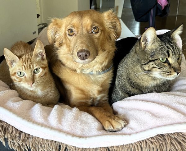 Brandy & Cooper - in Nederland - Afbeelding 2
