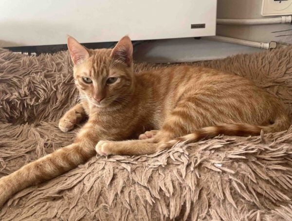 Brandy & Cooper - in Nederland - Afbeelding 46