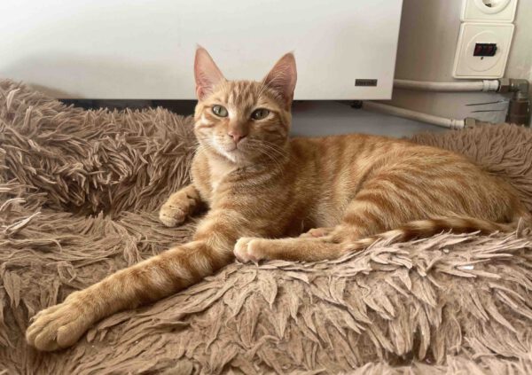 Brandy & Cooper - in Nederland - Afbeelding 43