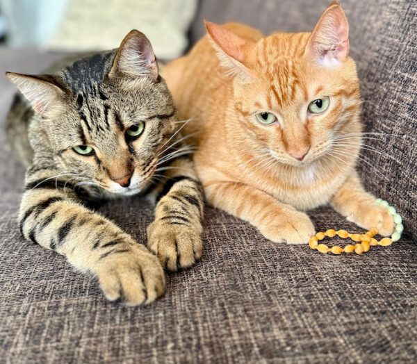 Brandy & Cooper - in Nederland - Afbeelding 3