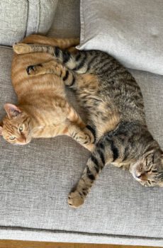 Brandy & Cooper - in Nederland