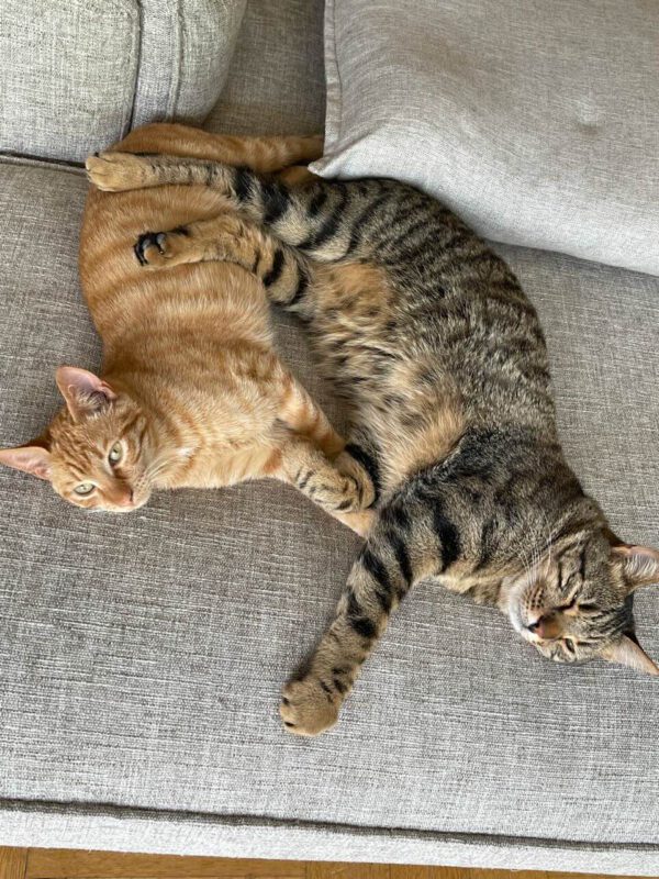 Brandy & Cooper - in Nederland