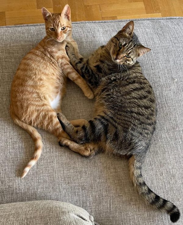 Brandy & Cooper - in Nederland - Afbeelding 25