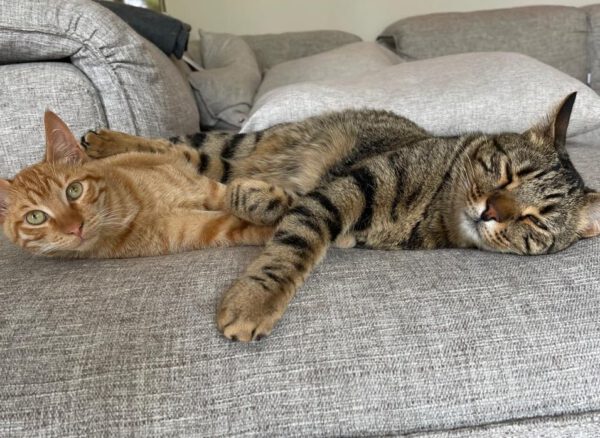 Brandy & Cooper - in Nederland - Afbeelding 18