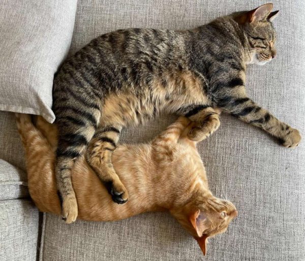 Brandy & Cooper - in Nederland - Afbeelding 19