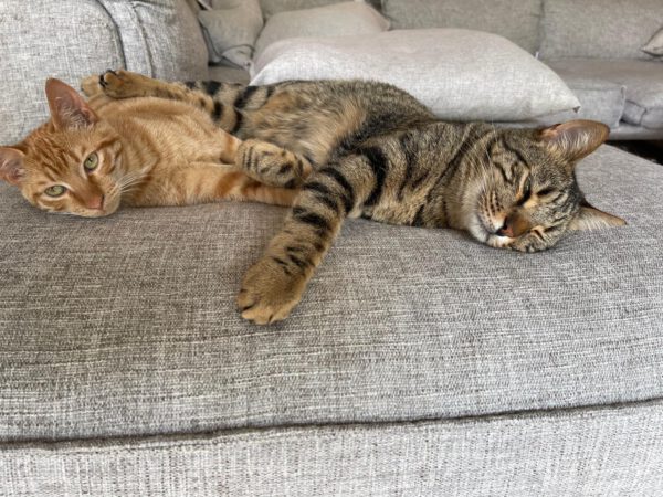 Brandy & Cooper - in Nederland - Afbeelding 20