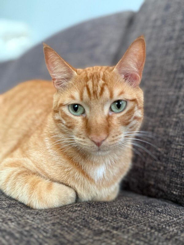 Brandy & Cooper - in Nederland - Afbeelding 33