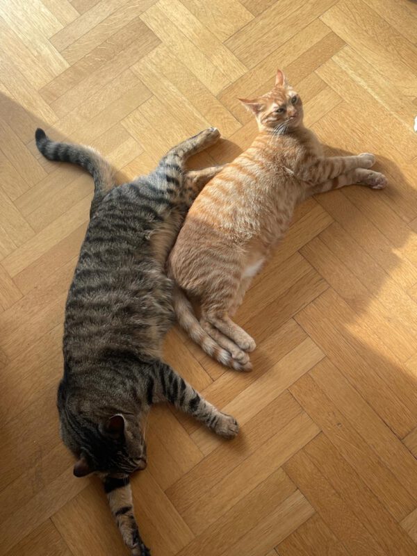 Brandy & Cooper - in Nederland - Afbeelding 21