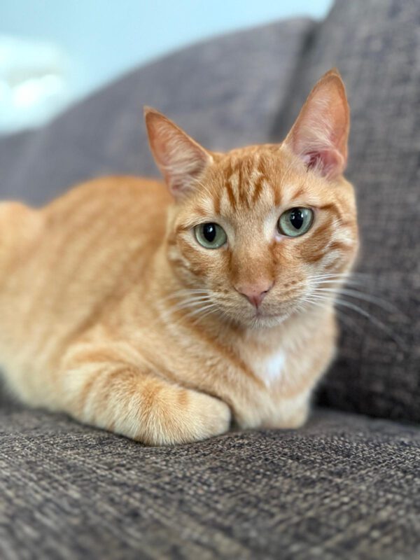 Brandy & Cooper - in Nederland - Afbeelding 34