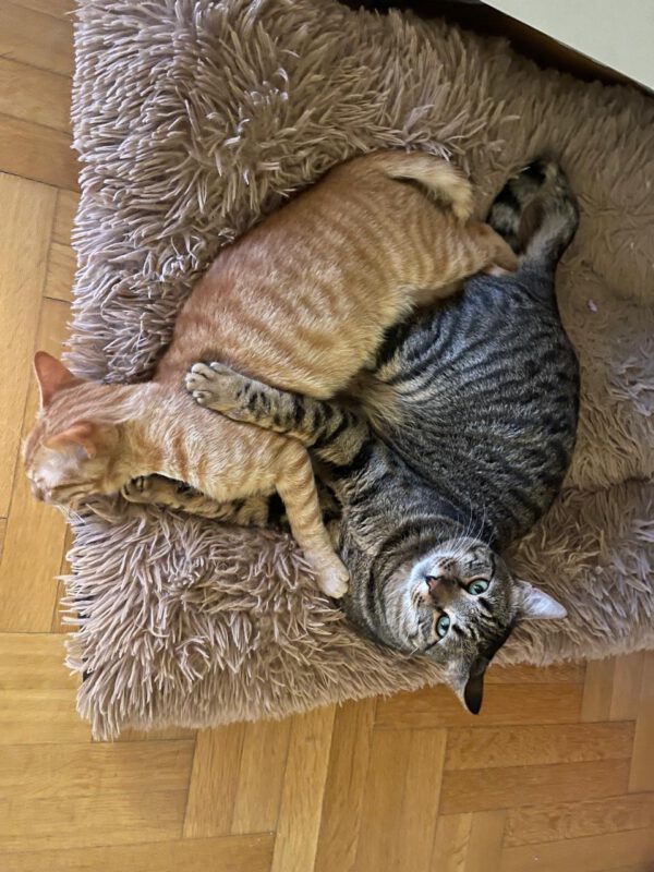 Brandy & Cooper - in Nederland - Afbeelding 12