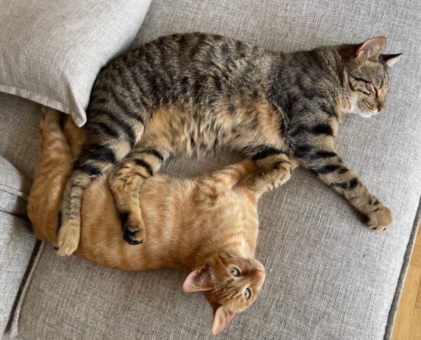 Brandy & Cooper - in Nederland - Afbeelding 8