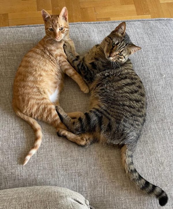 Brandy & Cooper - in Nederland - Afbeelding 24