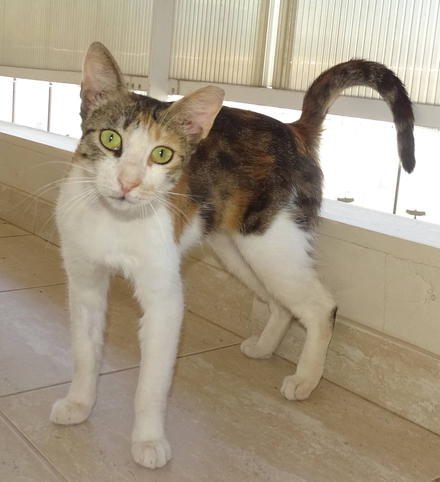 Marion - Afbeelding 2