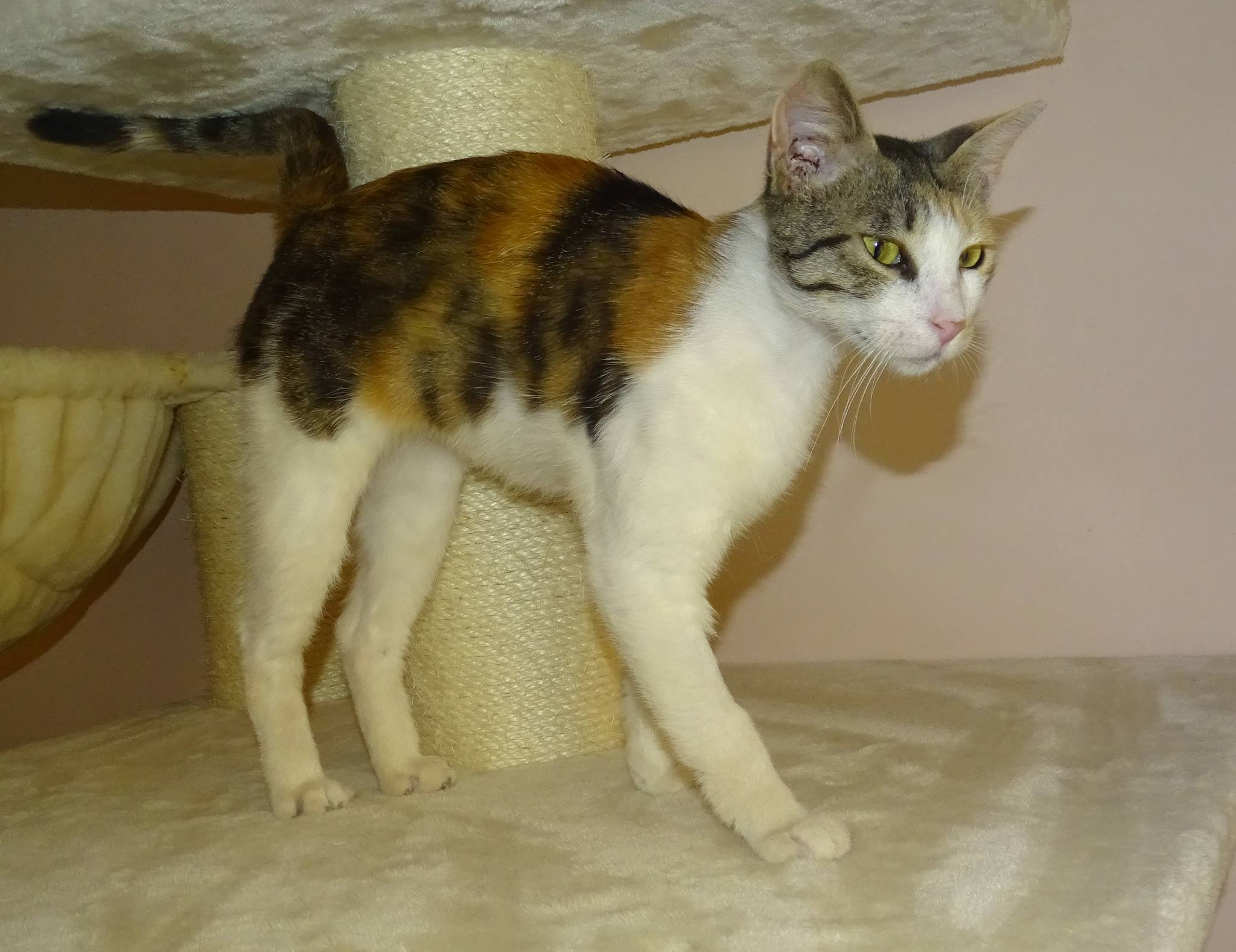 Marion - Afbeelding 3