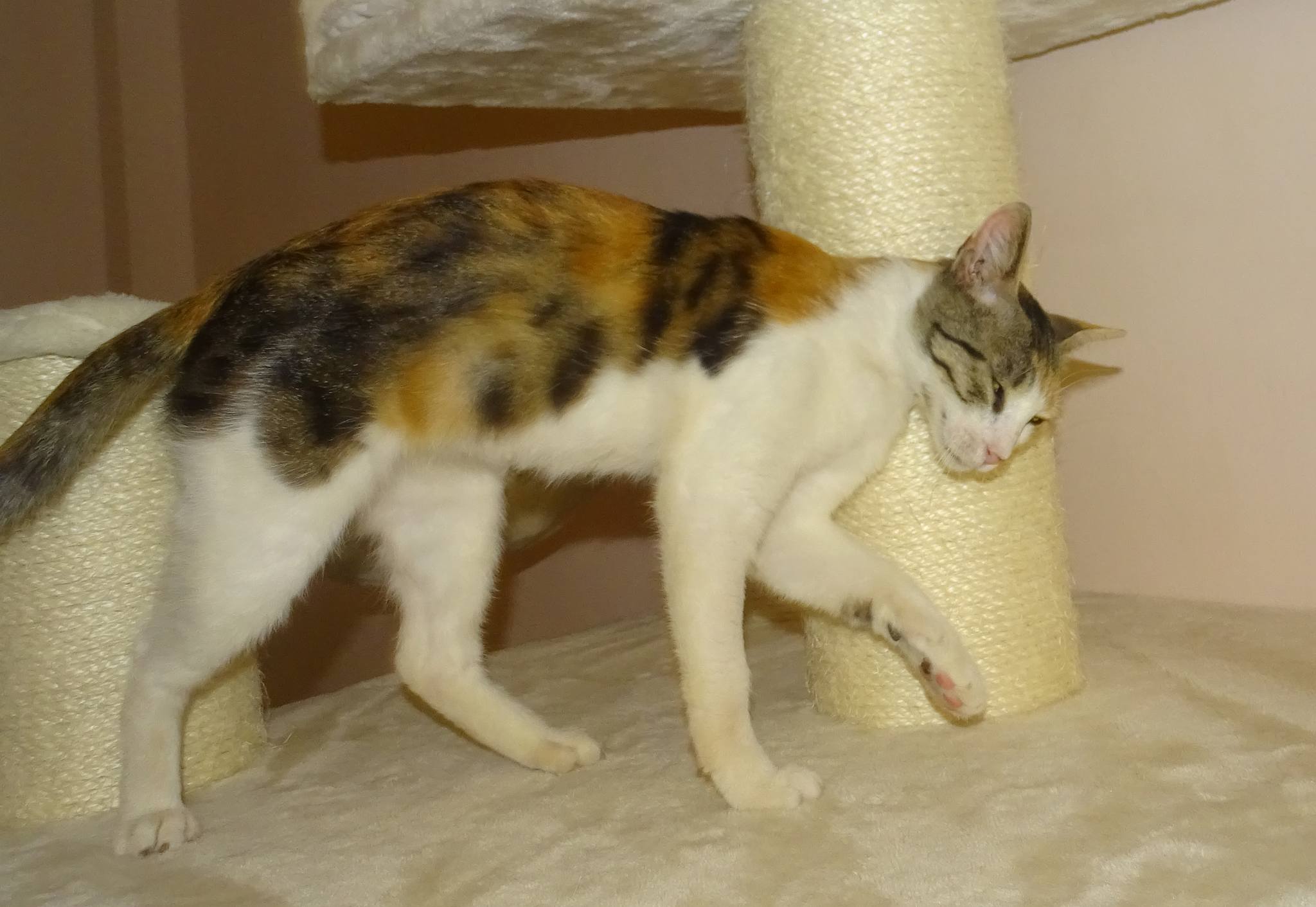 Marion - Afbeelding 4