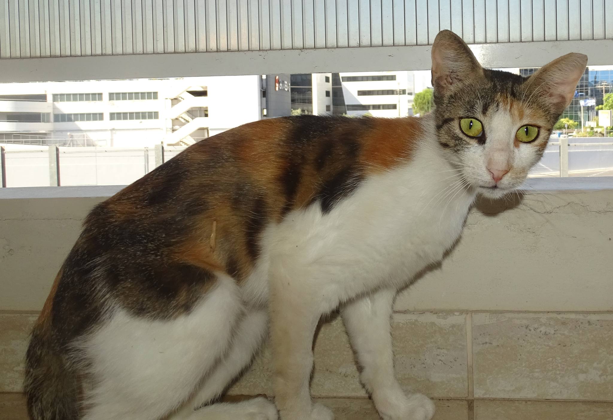 Marion - Afbeelding 5