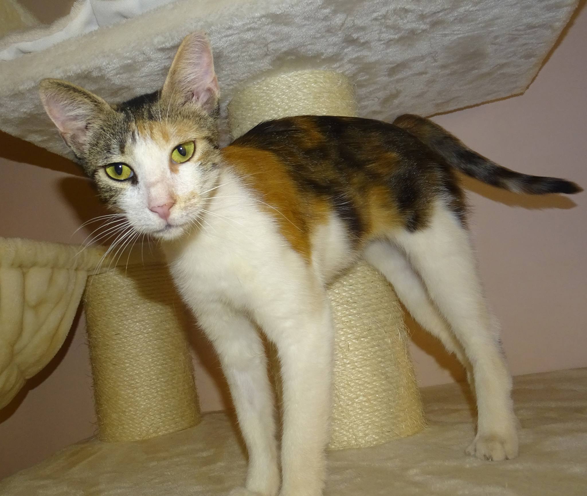 Marion - Afbeelding 6