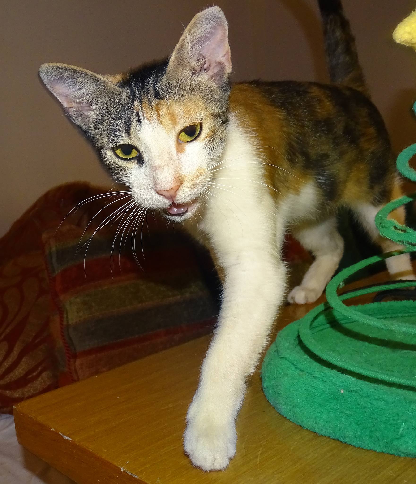 Marion - Afbeelding 8