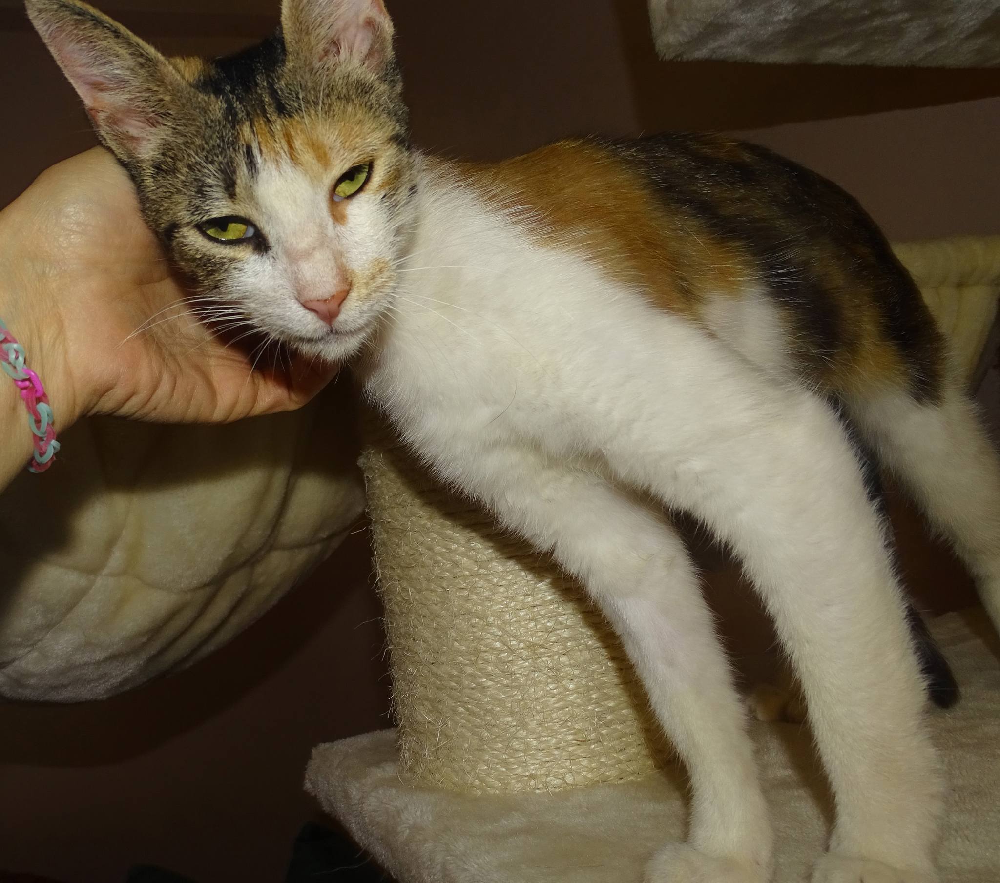 Marion - Afbeelding 9