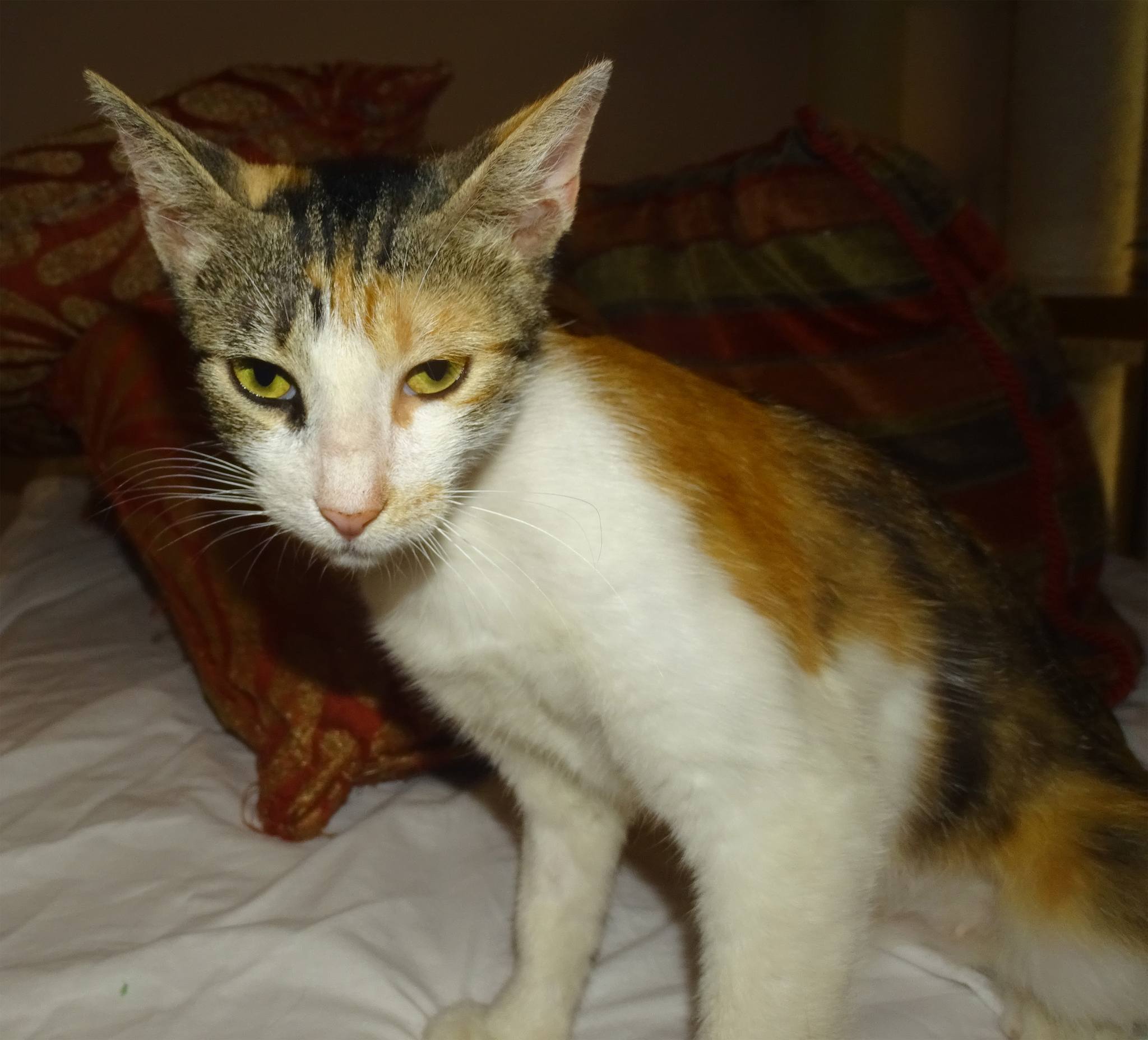 Marion - Afbeelding 10