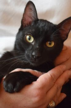 Zwarte kater Aiden is een knuffelkat en binnenkat