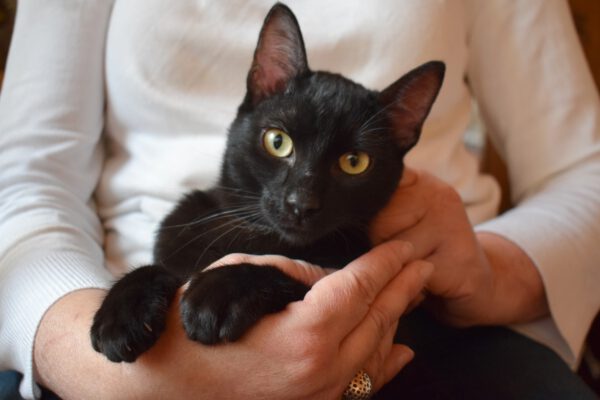 Zwarte kater Aiden is een knuffelkat en binnenkat