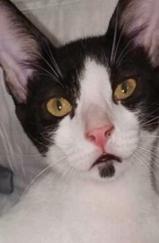 Zwart-witte binnenkat Crepas houdt van knuffelen