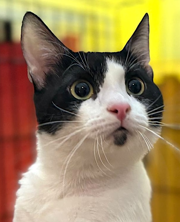 Crepas - verlegen, maar zo knuffelig - Afbeelding 4