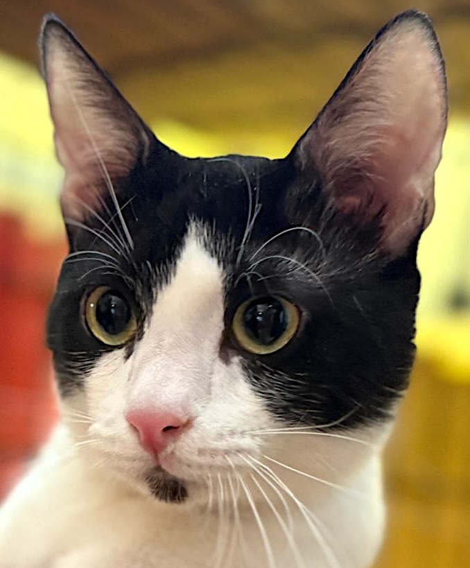 Crepas - verlegen, maar zo knuffelig - Afbeelding 5