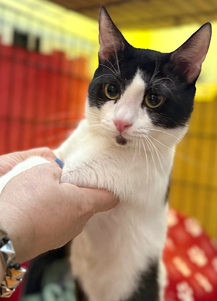 Crepas - verlegen, maar zo knuffelig - Afbeelding 6