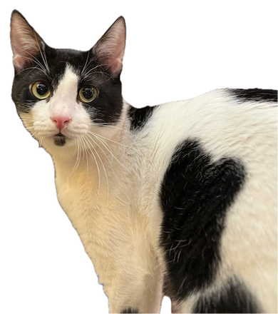 Crepas - verlegen, maar zo knuffelig - Afbeelding 7