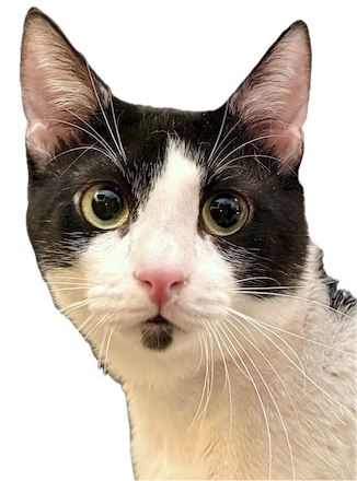 Crepas - verlegen, maar zo knuffelig - Afbeelding 8