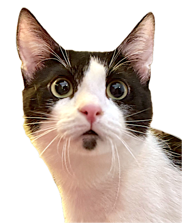 Zwart-witte kater Crepas is een binnenkat