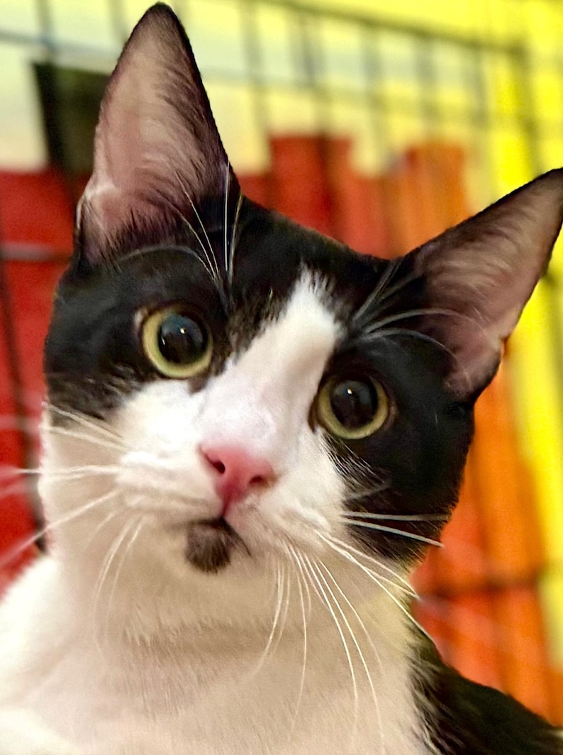 Crepas - verlegen, maar zo knuffelig - Afbeelding 2