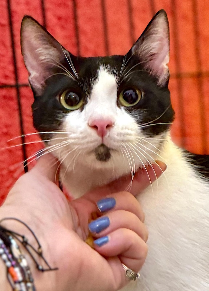 Crepas - verlegen, maar zo knuffelig - Afbeelding 3