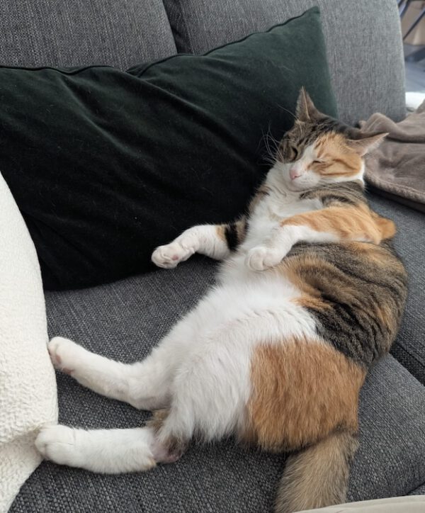 Gina - in Nederland - Afbeelding 26
