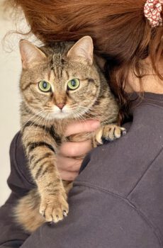 Cyperse poes Dimitra is een binnenkat